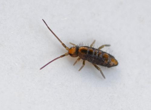 Tomocerus minor